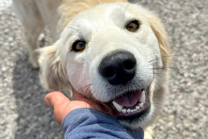 Bad Breath Isn't Normal : The Stress-Free Guide to Dog Dental Hygiene